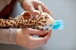 PHILIPS AVENT Залъгалка с плюшена играчка за гушкане - жирафче